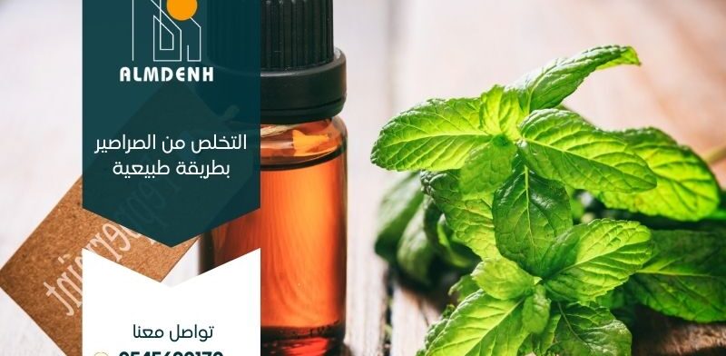 التخلص من الصراصير بطريقة طبيعية