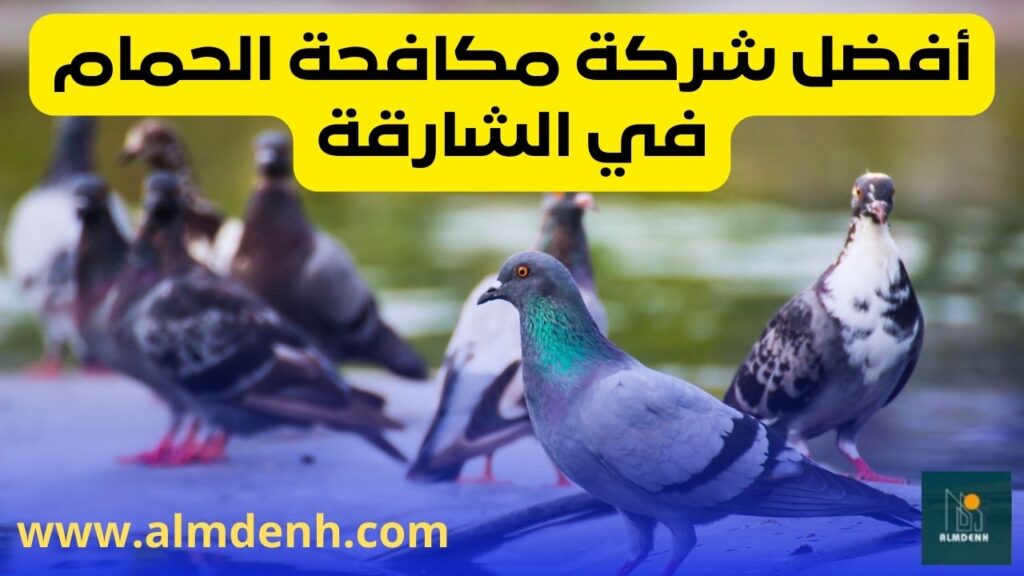 شركة مكافحة الحمام في الشارقة